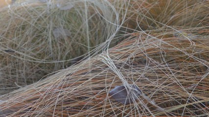 colorful dry grass in the wind background or wallpaper
