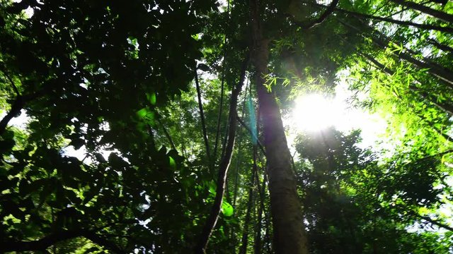 Rotate and Looking up shot on Devil Tree, Alstonia scholaris tree, POV view. Beautiful Sun's rays through tops of trees, sun shines through foliage.