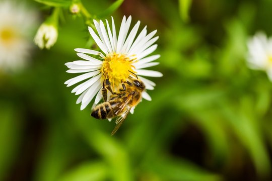 Honibiene (Apis mellifera) im Naturschutzgebiet Niedermoorwiesen in Berlin 