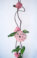 Exotic tropical plant hoya. A magnificent inflorescence of pale pink flowers on a background of green leaves. White hold background, vertical linear ornament.