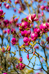 Magnolia Flowers, Corwall Park, New Zealand