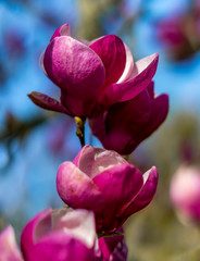 Obraz premium Magnolia Flowers, Corwall Park, New Zealand