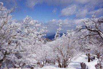The snowy trees on the mountain in Tokushima, Japan