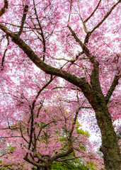 Cherry Blossoms, Cornwall Park, Auckland, New Zealand