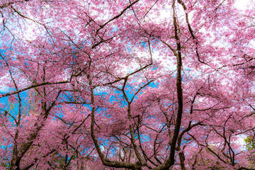 Cherry Blossoms, Cornwall Park, Auckland, New Zealand