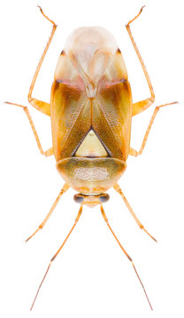 Lygus gemellatus is a species of plant-feeding insects in the family Miridae. Close up lygus bug isolated on white background.