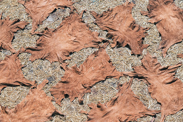 Tanned animal skill hanging on wall to dry. Tannery of Fès, Morocco.