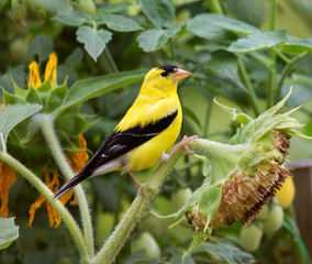 American Goldfinch (Spinus tristis)  on sunflower in a vegetable garden, Iowa, USA