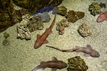 Beautiful underwater world of tropical coast with fish and corals.