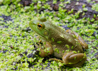  American bullfrog (Lithobates catesbeianus) sitting in the pond, Iowa, USA