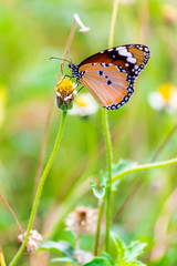 Close up Common tiger Butterfly feeding petals grass flowers in flower garden on summer.