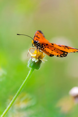 Close up Common tiger Butterfly feeding petals grass flowers in flower garden on summer.