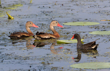 Common gallinule (Gallinula galeata) and  black-bellied whistling ducks (Dendrocygna autumnalis) at...
