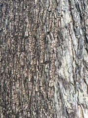 Tree bark