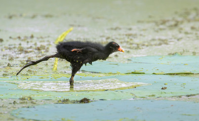 A chick of Common gallinule (Gallinula galeata) practicing in keeping balance, Brazos Bend state park, Needville, Texas, USA.