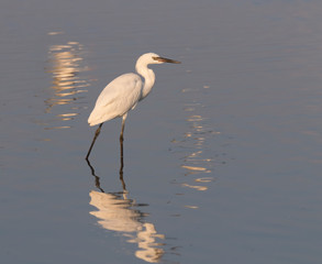 White morph of Reddish Egret (Egretta rufescens)  in the sunset light