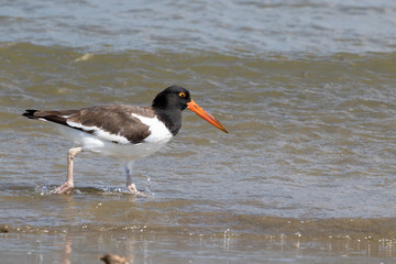 American oystercatcher running in the edge of ocean , Galveston, Texas