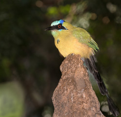 Blue-crowned motmot (Momotus coeruliceps) close up