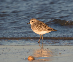 Black-bellied plover (Pluvialis squatarola) in winter plumage 