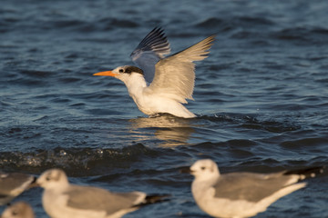 The royal tern (Sterna maxima)swimming in the ocean, Galveston, Texas, USA