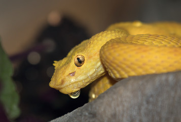 Fototapeta premium Eyelash Viper (Bothriechis schlegelii) closeup