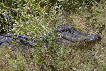 American alligator  (Alligator missisippiensis) hiding in the grass at Brazos Bend State Park, Texas, USA