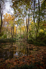 forest in autumn with leaf on the ground and river