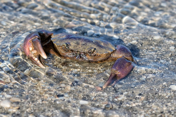 Gulf Stone Crab (Menippe adina)  in defensing position, Galveston, Texas, USA