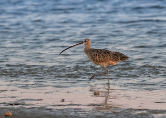 Long-billed curlew (Numenius americanus) walking on the Galveston beach, Texas