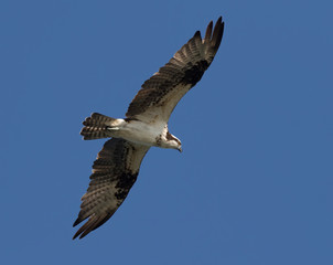 Obraz premium Ospray (Pandion haliatus) With Spread Wings Flying in Blue Sky, Galveston, Texas, USA