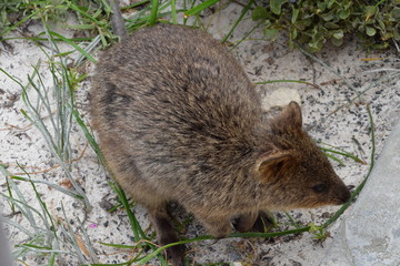 Quokka in Rottnest Island, Western Australia