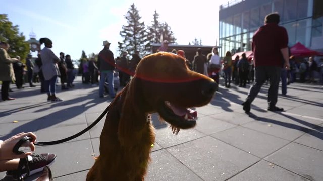A red setter dog with selective focus sits outside a modern government building. In the background a peaceful crowd stages an environmental protest