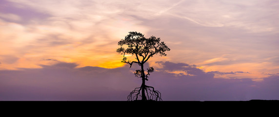 Fototapeta na wymiar Amazing sunset and sunrise.Panorama silhouette tree in africa with sunset. Dark tree on open field dramatic sunrise.Safari theme.Giraffes , Lion , Rhino.