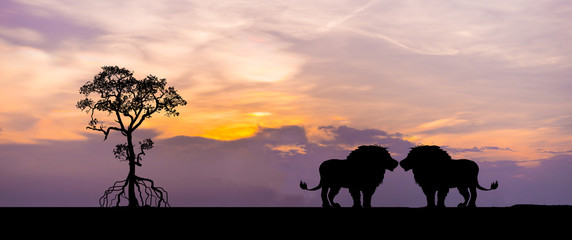 Amazing sunset and sunrise.Panorama silhouette tree in africa with sunset. Dark tree on open field dramatic sunrise.Safari theme.Giraffes , Lion , Rhino.