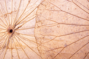 Dried Lotus leaf pattern for background