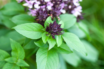 Hairy basil tree in bed of herbs with sunlight in morning. Lemon basil, Hoary basil, Hairy basil (Ocimum africanum) in the backyard garden.