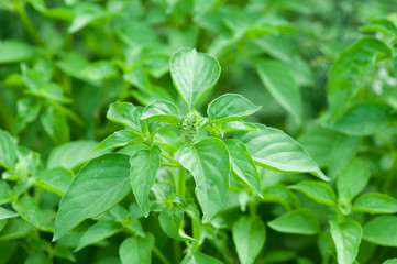 Hairy basil tree in bed of herbs with sunlight in morning. Lemon basil, Hoary basil, Hairy basil (Ocimum africanum) in the backyard garden.