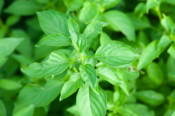 Hairy basil tree in bed of herbs with sunlight in morning. Lemon basil, Hoary basil, Hairy basil (Ocimum africanum) in the backyard garden.