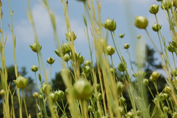 Close-up of standing flax in a field, buds and seed balls. Grain field. Green colored.  A blue sky....