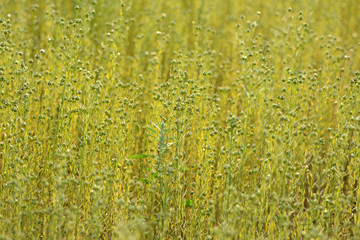 Flax field, close up on buds and seed balls. Grain field. Green colored. Belgium.