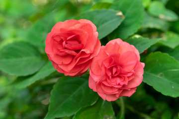 Red rose flower in garden.