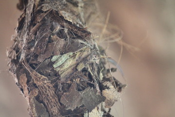 nest