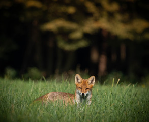 beautiful fox in forest meadow goes on mice hunt 