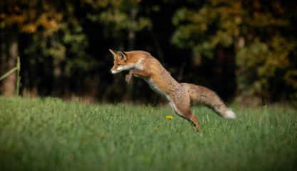beautiful fox in forest meadow goes on mice hunt 