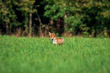 beautiful fox in forest meadow goes on mice hunt 