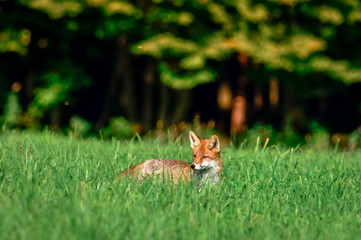 Naklejka na ściany i meble beautiful fox in forest meadow goes on mice hunt 
