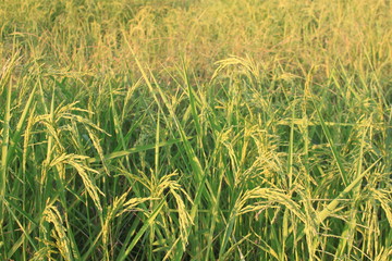 field of wheat
