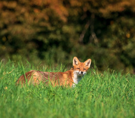 beautiful fox in forest meadow goes on mice hunt 