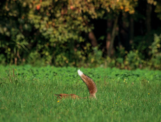 beautiful fox in forest meadow goes on mice hunt 