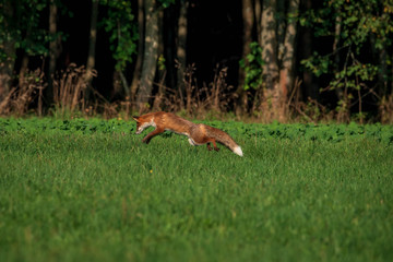 beautiful fox in forest meadow goes on mice hunt 